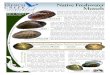 Native Freshwater Mussels · Native Freshwater Mussels Freshwater mussels, sometimes called clams, have always been and continue to be, an important food source for muskrat, minks,