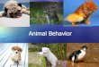 Animal Behavior - Shoemaker Scienceshoemaker7science.weebly.com/.../_animal_behavior_ppt.pdf · 2019-08-08 · Animal Behavior . Types of Behavior ! Behavior is the way an organism