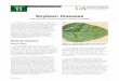 Soybean Diseases - Arkansas Soybean Handbook - Chapter 11 ... · leaves, petioles, stems and pods. Infection and disease development may occur at any time during the season. Optimum