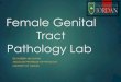 Female Genital Tract Pathology Lab - Doctor 2017€¦ · Female Genital Tract Pathology Lab DR. NISREEN ABU SHAHIN ASSOCIATE PROFESSOR OF PATHOLOGY UNIVERSITY OF JORDAN. Ovarian Pathology