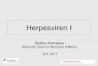Herpesviren I - Helmholtz Zentrum München€¦ · Humanes Herpesvirus 7 (HHV 7) Kaposi Sarkom assoziiertes Herpesvirus (HHV 8) Betaherpesviren Enges Wirtszell-Spektrum Langsame Replikation