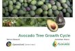 PRESENTATION: Avocado Tree Growth Cycle€¦ · Tree Growth Cycle (Phenology) •Crop phenology is simply the seasonal change in growth that occurs over a reproductive cycle •With