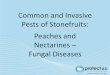 Common and Invasive Pests of Stonefruits: Peaches and ...entnemdept.ufl.edu/hodges/ProtectUs/presentations/peaches_fungu… · Compendium of Stone Fruit Diseases. American Phytopathological