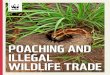 POACHING AND ILLEGAL WILDLIFE TRADE - WWF · 8 Poaching and illegal wildlife trade | 9 Of the huge sums of money generated by wildlife products on the Asian market, only a fraction