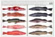 COMMON NONPELAGIC Slope rockfish Pelagic rockfish · Common NONPELAGIC slope AND pelagic ROCKFISH - RETENTION IS ALLOWED Other nonpelagic slope rockfish not pictured include: blackgill,