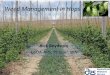 Weed Management in Hops - College of Agriculture & Natural … · 2017-05-05 · Weed Management in New Hop Yards •Control perennial weeds in years preceding planting of hops –especially