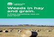 Weeds in hay and grain. - lls.nsw.gov.au€¦ · agronomist about getting them tested. Some of the weeds of concern are described below, but there are many more. Remember if it is