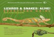 LIZARDS & SNAKES: ALIVE! · Lizards have heavy-duty body armor for protection. Blue- tongued Skinks open their mouths wide, hiss, and stick out their big blue tongues to scare predators