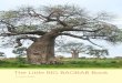 The Little BIG BAOBAB Book...The fruit powder has been used as a nutritious food in Africa for millennia. Although the tree is not native to Egypt, baobab fruit were found in Egyptian