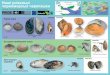 Наші унікальні чорноморські черепашкиpontocaspian.eu/sites/default/files/A4 Leaflet Our... · Чорне море має унікальне різноманіття