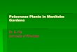 Poisonous Plants in Prairie Gardens - mgmanitoba.com · Poisonous Plants in Manitoba Gardens Dr. E. Pip University of Winnipeg . Chemical Warfare serves a variety of functions Defense