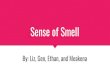 Sense of Smell - Badger Anatomy & Physiologybadgeranatomyphysiology.weebly.com/uploads/1/7/6/1/... · 2018-08-29 · The sense of smell gets bored easily. When entering a bakery or