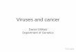 Daniel DiMaio Department of Genetics DiMaio Dan VOIC Huma… · Anti-viral strategies can prevent or treat cancers •Some naturally occurring tumors in animals are caused by viruses