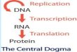 DNA Replication--- transcription--- translation · When the RNA molecules are formed, both the introns and exons are copied from the DNA. However, introns are cut out of RNA molecules