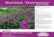 Stachys ‘Hummelo’ - Perennials Plus · 2018-11-12 · Herbaceous Peren-nial Plants: A Treatise on Their Identification, Culture, and Garden Attributes. 3rd Ed. Stipes Publishing