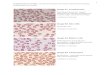 icsh.org€¦ · Web view1 Supplementary images: ICSH Recommendations for Peripheral Blood Cell Morphology Standardization and Grading Image S1: acanthocytes Abetalipoproteinaemia