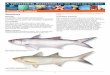 Threadfin salmon - GBRMPA2012/07/11  · Threadfin salmon Summary Diversity Two species – blue threadfin (Eleutheronema tetradactylum) and king threadfin (Polydactylus macrochir),