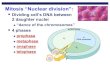Mitosis “Nuclear division” - Ms. Brammer's Webpageshaunab.info/AP Biology/Unit 4/Lectures/Chap 12/52...mitosis (M) cytokinesis (C) C Phases of a dividing cell’s life uinterphase