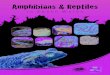 Amphibians & Reptiles - Neath Port Talbot · 2017-06-27 · Amphibians and Reptiles in South Wales Amphibians and reptiles are two ancient groups of animals that have been on the