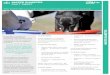 WATER DIABETES FACT SHEET - Greyhound Care & Standards · WATER DIABETES Water Diabetes (WD) occurs rarely in dogs but is particularly common amongst greyhounds. It includes a number