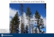 Conifer Root Diseases and Heart Rots - Know Your Forest · Ponderosa pine Pinus ponderosa severe - low* Grand & White fir Abies grandis, A. concolor severe Douglas-fir Westside Pseudotsuga