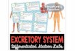 Welcome to Mrs. Garcia's Science Class - Distance …garciascienceclass.weebly.com › ... › excretorysystemst… · Web viewExplain the excretory system including the structures