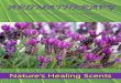 By The American Institute of Health Care Professionals, Inc.Aromatherapy Nature's Healing Scents History While the term aromatherapy has only been in use since the 20th century, the