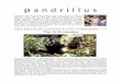 p a n d r i l l u s...p a n d r i l l u s Pandrillus founders Liza Gadsby & Peter Jenkins have worked in Nigeria & Cameroon since 1988 to save the highly endangered drill monkey Mandrillus