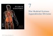 The Skeletal System: Appendicular Divisioncherylchowbiology.weebly.com/uploads/1/7/1/7/17179396/8._append… · SKELETAL SYSTEM AXIAL SKELETON APPENDICULAR SKELETON (see Figure 6.1)