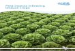 Pest insects infesting lettuce crops · 2018-09-19 · Lettuce-root aphid The lettuce-root aphid has a similar life cycle to the currant-lettuce aphid but overwinters on poplar, as