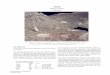 74220 - NASA · 2015-06-18 · 74220. Soil (or clod) 1180 grams . 74240 . 74220 74001/2 74260 . Figure 1: Photo of trench dug into orange soil at rim of Shorty Crater, Apollo . 17