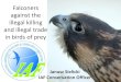 Falconers against the illegal killing and illegal trade€¦ · 2. Most falconry raptors are provided through captive breeding, while these breeding projects have also contributed