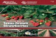 Production Guide for Texas-Grown Strawberries€¦ · Texas-Grown Strawberries. Funding for this project was provided by a grant from the Walmart Foundation. and administered by the