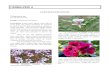 HERBALPEDIA › file › Plantes... · 2015-08-08 · HERBALPEDIA SCENTED GERANIUMS Pelargonium spp. [pe-lar-GO-nee-um] Family: Geraniaceae (Geranium) Description: In their native