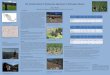 The Transformation of Tarahumara Agriculture in Chihuahua ...€¦ · The Transformation of Tarahumara Agriculture in Chihuahua, Mexico Joshua Rudow Department of Geography and the