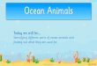 Ocean Animals - Manor Multi Academy Trust › usr › docs › 2020 › 7 › Ocean... · 2020-03-31 · BACK NEXT Fish All ﬁsh have gills to let them breathe underwater and ﬁns