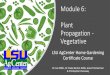 Module 6: Plant Propagation - Vegetative/media/system/5/5/6/4...Tissue Culture Plant tissue culture is defined as culturing plant seeds, organs, explants, tissues, cells, or protoplasts