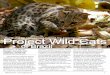 Project ild Cats - Cougar Network › sites › original › WCN2-2 › Project... · Mato – Brasil” i.e., Project Wild Cats of Brazil. Wild Cats of Brazil is a large-scale, multidisciplinary