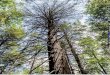 on August 28, 2015 €¦ · killing trees in his state. Two years later, researchers found adelgids in Virginia’s Shenandoah National Park, and by 1994 most of the park’s hallmark