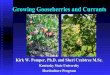 Gooseberries and Currants - Kentucky State Universitykysu.edu/wp-content/uploads/2017/07/goosetalk02112010fin2ooo.pdf · Planting Gooseberries and Currants Plants prefer a cool moist