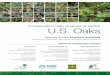 Conservation Gap Analysis of Native U.S. Oaks › files › species-profile-quercus-acerifolia.pdf52 Conservation Gap Analysis of Native U.S. Oaks Quercus acerifolia on species of