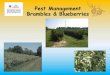 Pest Management Brambles & Blueberriessmallfruits.smadc.com › wp-content › uploads › 2019 › 07 › PestMana… · Paraquat: Gramoxone Inteon® Directed Spray, Restricted Use