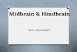 Midbrain & Hindbrain - Weeblykarbala-medical-college-anatomy.weebly.com/uploads/1/8/1/9/18192… · 3rd ventricle Pulvinar Of thalamus Pineal body Superior collicul Inferior colliculu