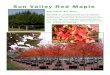 Sun Valley Red Maple - geekslxdedicated.com€¦ · Sun Valley Red Maple Sun Valley, an introduction from the U.S. National Arboretum, is an outstanding red maple with early, exceptionally