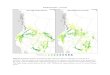 Ponderosa pine Current - University of Alberta › ... › ponderosapine.pdf · Ponderosa pine – 2050s Map 6c. Projected habitat of ponderosa pine for the 2041–2070 normal period