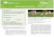 Nos oiseaux en périleglisesvertes.ca/wp-content/uploads/2018/06/EV_ACTIVIT... · 2018-06-28 · Nos oiseaux en péril Découvrons les menaces qui pèsent sur les espèces d’oiseaux
