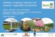Soilless cropping systems for outdoor vegetable production de Haan... · Soilless cropping systems for outdoor vegetable production Clean, efficient and sustainable Workshop Water