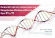 Evolución de las mutaciones en Neoplasias ...Evolución de las mutaciones en Neoplasias Mieloproliferativas tipo PV y TE Alicia Senín Magán 4 Mayo 2018 Grupo de Investigación Clínica