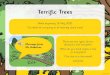 Geography - eliotbank.lewisham.sch.ukeliotbank.lewisham.sch.uk/.../05/Y1-Science-Terrific-Trees-18.5.20.pdf · edar scots pi'ne sycamore oak ho e chesteút . edar scots pi'ne sycamore