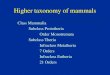 Higher taxonomy of mammals - University Of Illinois 11 Monotremes and Metatherians.pdf · Higher taxonomy of mammals Class Mammalia Subclass Prototheria Order Monotremata Subclass